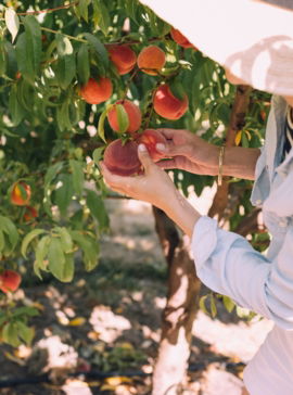 woman picking peaches on tree during daytime